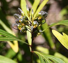 Grevillea venusta httpsuploadwikimediaorgwikipediacommonsthu