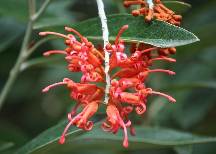 Grevillea victoriae Daily Flower Candy Grevillea victoriae The Frustrated Gardener