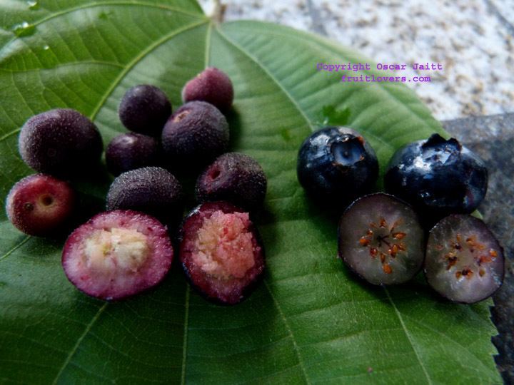 Grewia asiatica Phalsa Grewia asiatica Fruiting and Flowering at Same Time