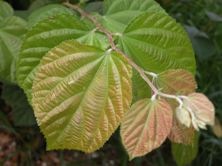 Grewia asiatica Grewia asiatica Images Useful Tropical Plants