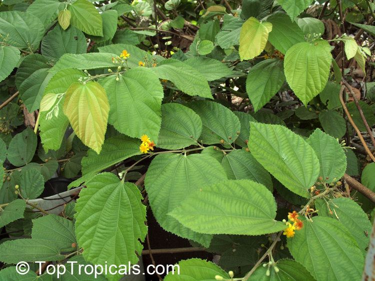 Grewia asiatica Grewia asiatica Grewia subinaequalis Phalsa Falsa TopTropicalscom