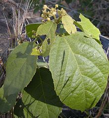 Grewia latifolia httpsuploadwikimediaorgwikipediacommonsthu