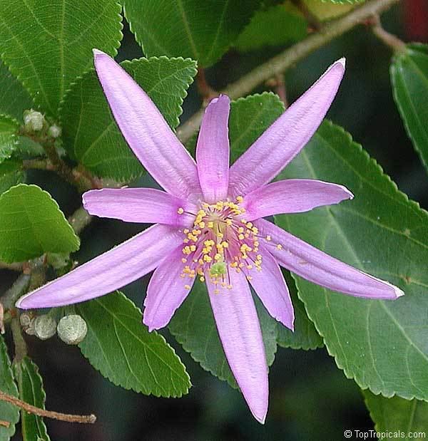 Grewia occidentalis Grewia occidentalis Lavender Star Flower TopTropicalscom