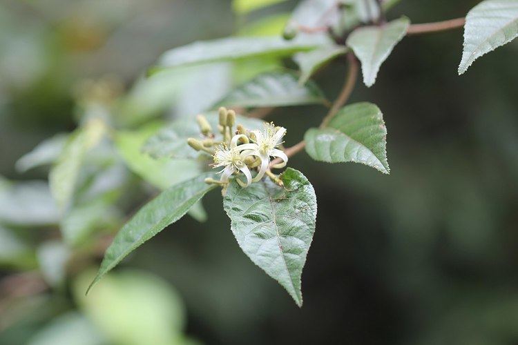Grewia orientalis