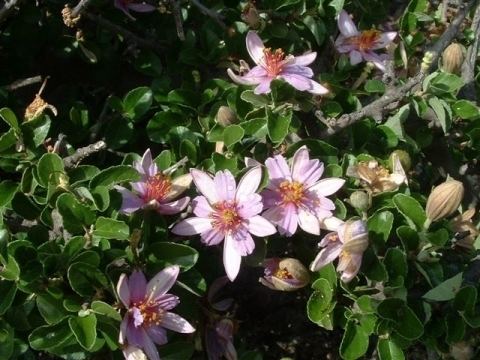 Grewia robusta Operation Wildflower rescuing indigenous vegetation Category