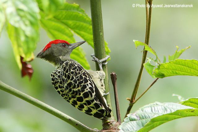 Grey-and-buff woodpecker Oriental Bird Club Image Database Greyandbuff Woodpecker