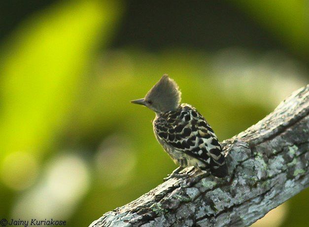 Grey-and-buff woodpecker Oriental Bird Club Image Database Greyandbuff Woodpecker