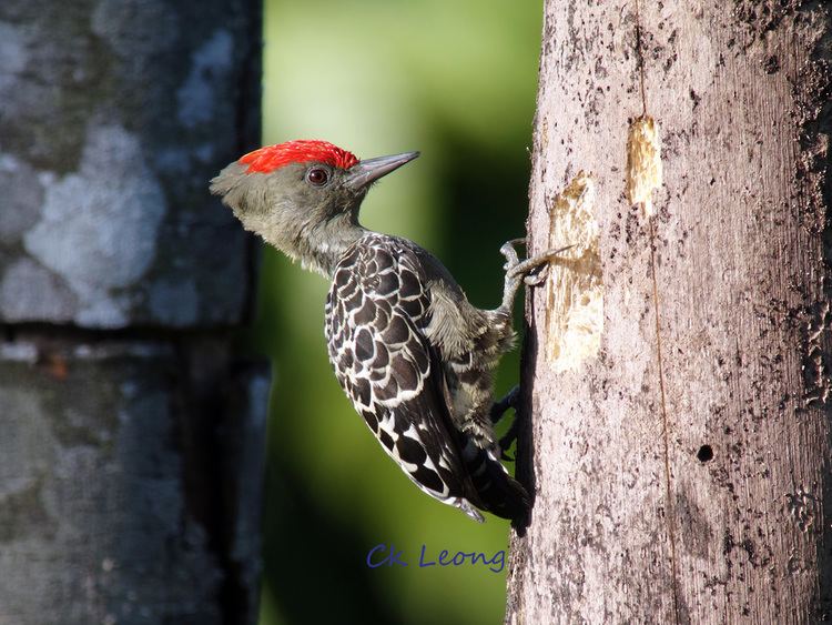 Grey-and-buff woodpecker borneobirdscomwebwpcontentuploadsGreyandbu