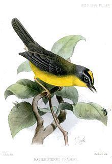 Grey-and-gold warbler httpsuploadwikimediaorgwikipediacommonsthu
