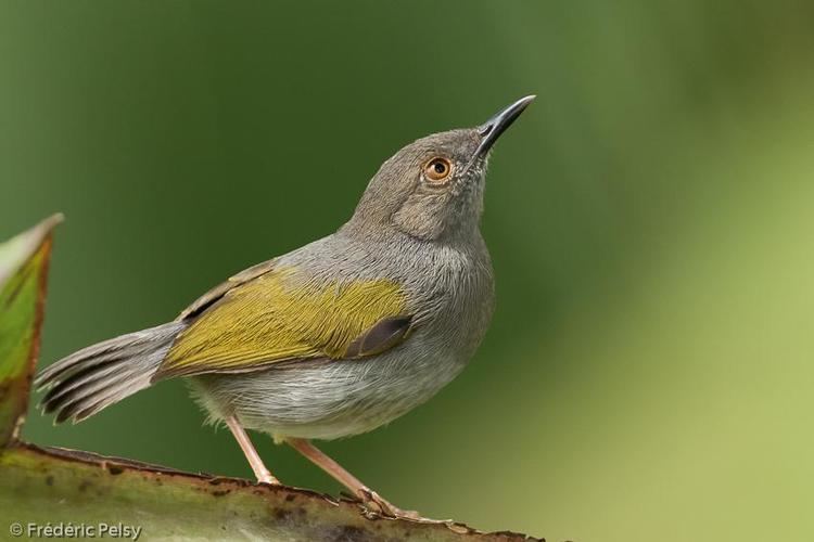 Grey backed camaroptera - Alchetron, the free social encyclopedia