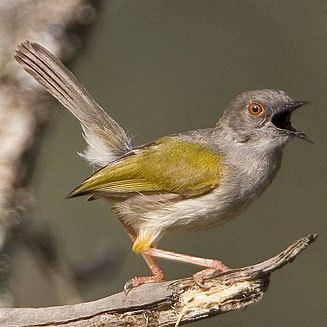 Grey-backed camaroptera wwwbiodiversityexplorerorgbirdscisticolidaeim