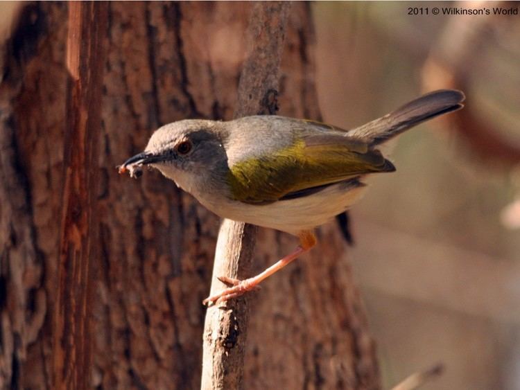 Grey-backed camaroptera Bird of the week Week 60 Greybacked camaroptera Wilkinson39s World