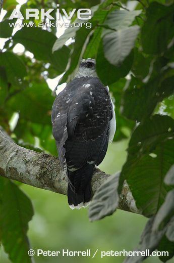Grey-backed hawk Greybacked hawk videos photos and facts Leucopternis