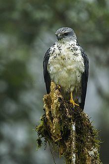 Grey-backed hawk httpsuploadwikimediaorgwikipediacommonsthu