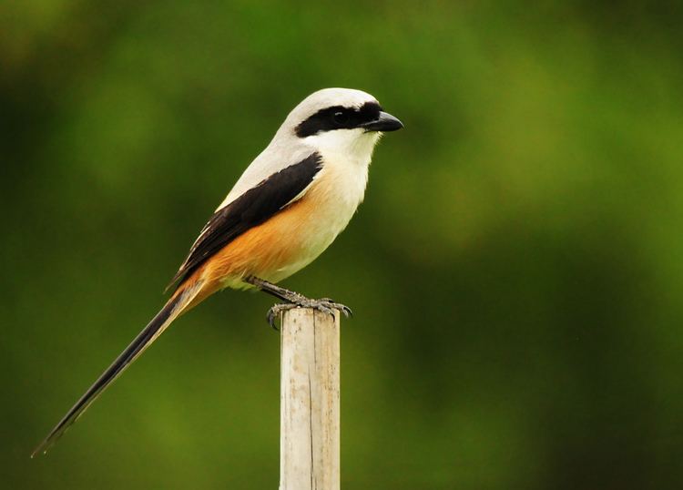 Grey-backed shrike Greybacked Shrike AdititheStargazer Flickr