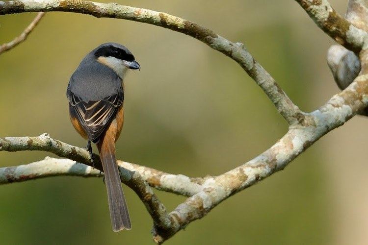 Grey-backed shrike Birds of India 40 Greybacked Shrike Walk the Wilderness