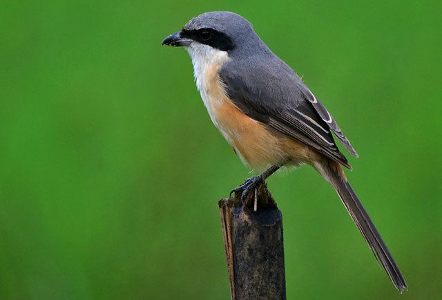 Grey-backed shrike Oriental Bird Club Image Database Greybacked Shrike Lanius