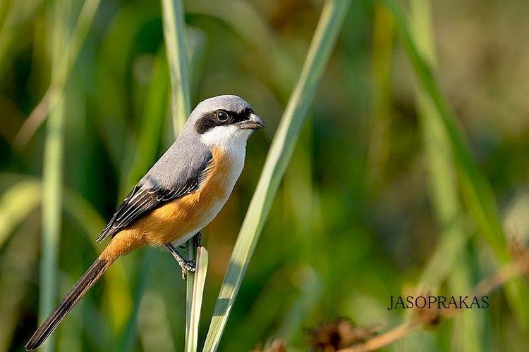 Grey-backed shrike Grey Back Shrike A Bird Video YouTube