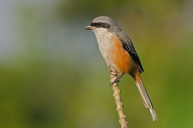 Grey-backed shrike Oriental Bird Club Image Database Greybacked Shrike Lanius