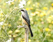 Grey-backed shrike httpsuploadwikimediaorgwikipediacommonsthu