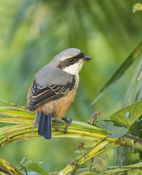 Grey-backed shrike Oriental Bird Club Image Database Greybacked Shrike Lanius