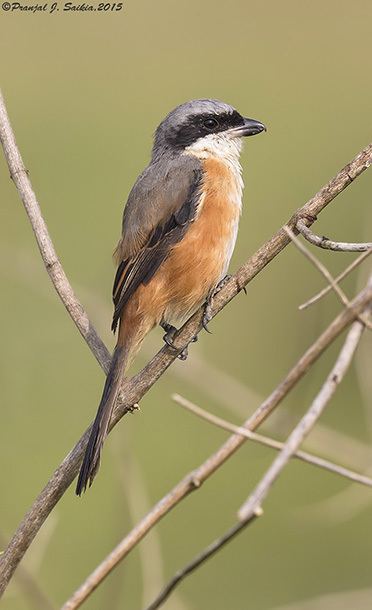 Grey-backed shrike Oriental Bird Club Image Database Greybacked Shrike Lanius