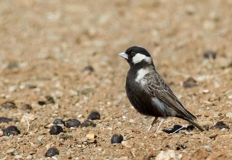 Grey-backed sparrow-lark Greybacked Sparrowlark Eremopterix verticalis videos photos and