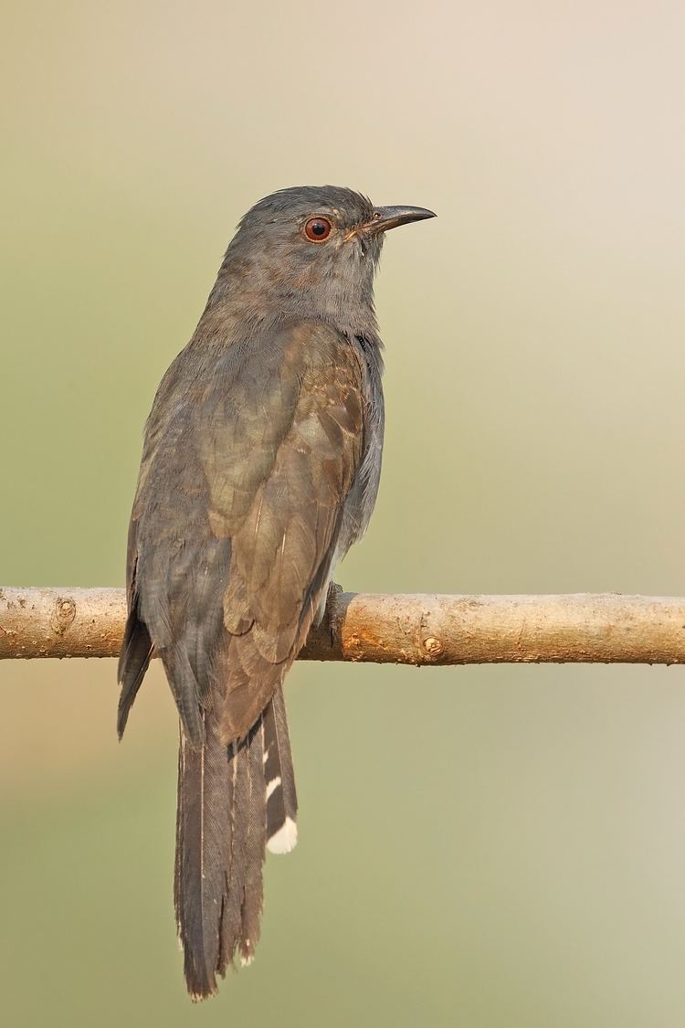 Grey-bellied cuckoo Greybellied Cuckoo BirdsIITK