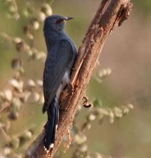 Grey-bellied cuckoo httpsuploadwikimediaorgwikipediacommonsthu