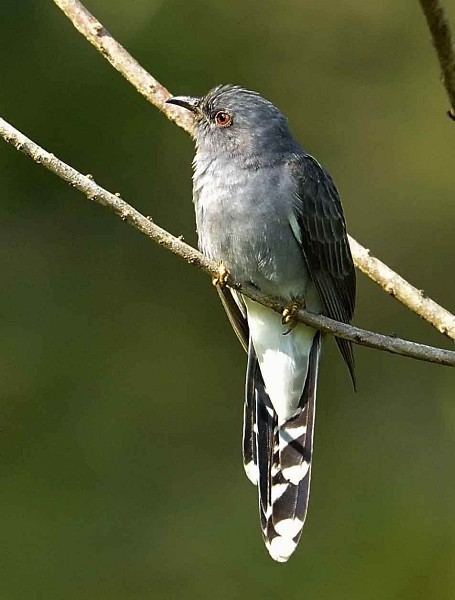 Grey-bellied cuckoo Oriental Bird Club Image Database Greybellied Cuckoo Cacomantis