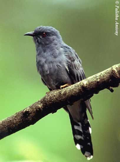 Grey-bellied cuckoo Oriental Bird Club Image Database Greybellied Cuckoo Cacomantis