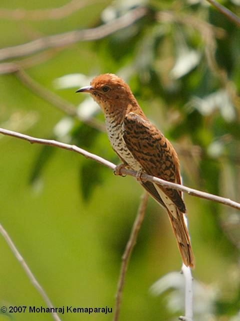 Grey-bellied cuckoo Oriental Bird Club Image Database Greybellied Cuckoo Cacomantis