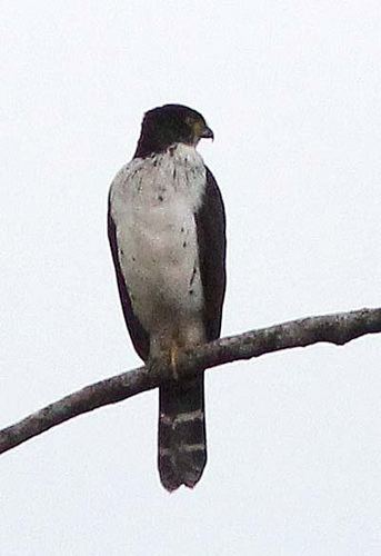 Grey-bellied hawk Graybellied Hawk 5 Rich Hoyer Flickr