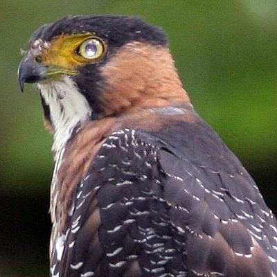 Grey-bellied hawk Why We Love Birds Greybellied Hawk Accipiter poliogaster