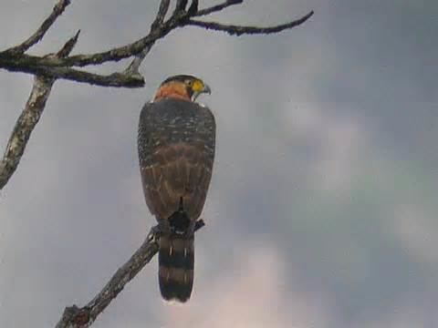 Grey-bellied hawk More on Accipiter poliogaster Greybellied Hawk