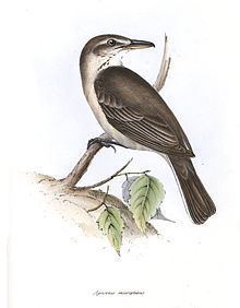 Grey-bellied shrike-tyrant httpsuploadwikimediaorgwikipediacommonsthu
