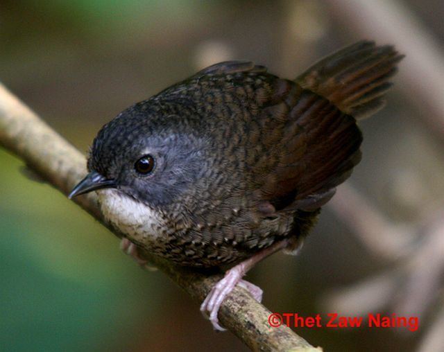 Grey-bellied wren-babbler orientalbirdimagesorgimagesdatagreybelliedwre