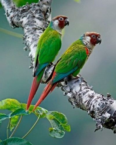 Grey-breasted parakeet New population of greybreasted parakeet found in northeast Brazil