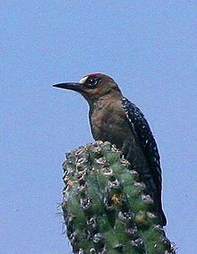 Grey-breasted woodpecker httpsuploadwikimediaorgwikipediacommonsthu