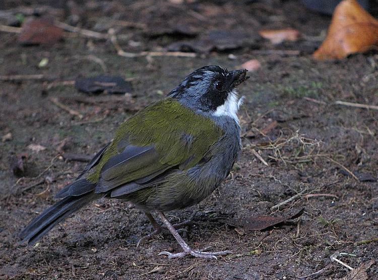 Grey-browed brush finch Greybrowed Brushfinch Arremon assimilis Visiting the worm feeder