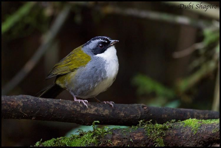 Grey-browed brush finch Greybrowed Brushfinch Arremon assimilis A bird perched on a log