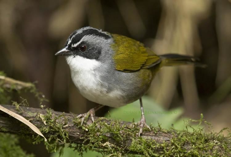 Grey-browed brush finch Greybrowed Brushfinch Arremon assimilis videos photos and sound