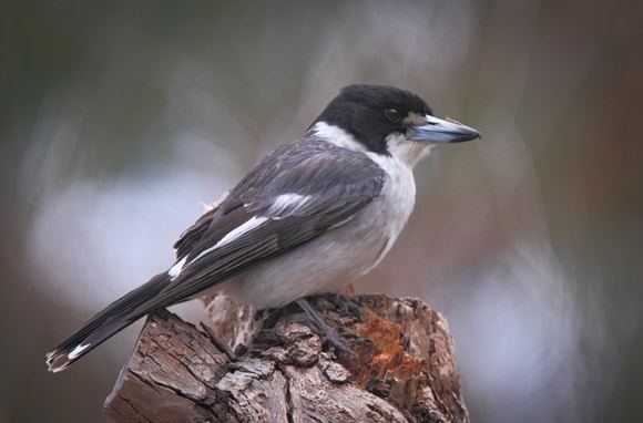 Grey butcherbird Grey Butcherbird BirdLife Australia