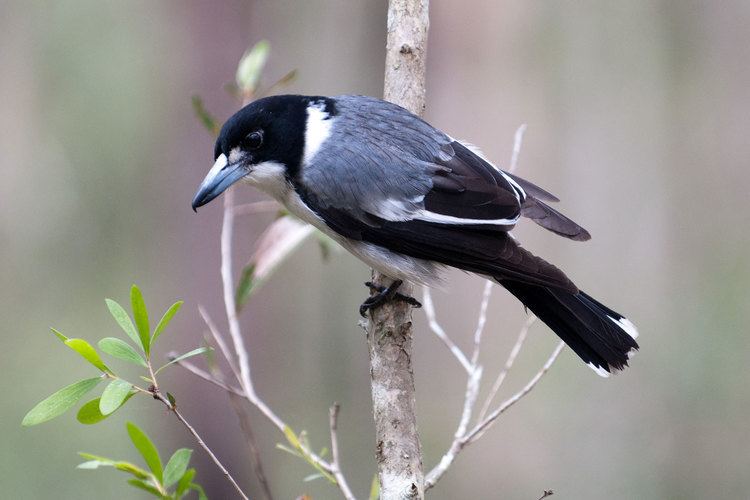 Grey butcherbird Grey Butcher Bird The grey butcherbird Cracticus torquatus is a