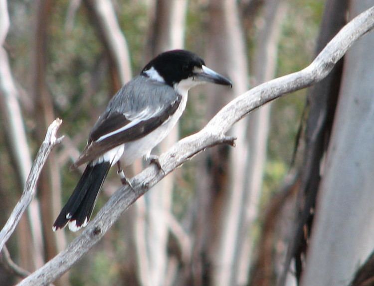 Grey butcherbird Grey Butcherbird Trevor39s Birding