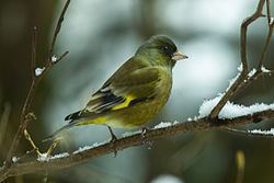 Grey-capped greenfinch httpsuploadwikimediaorgwikipediacommonsthu