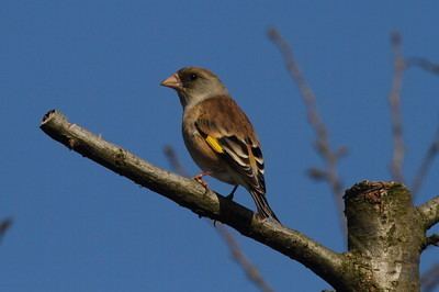 Grey-capped greenfinch Patrick J Blake Photography Photo Keywords grey capped greenfinch