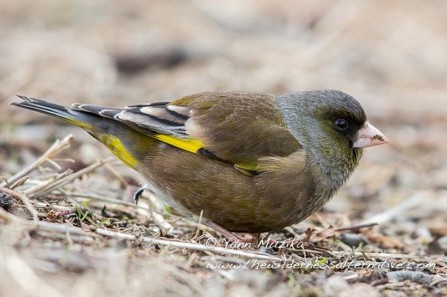 Grey-capped greenfinch Oriental Bird Club Image Database Greycapped Greenfinch