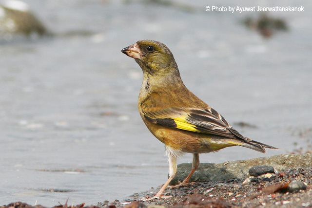 Grey-capped greenfinch Oriental Bird Club Image Database Greycapped Greenfinch