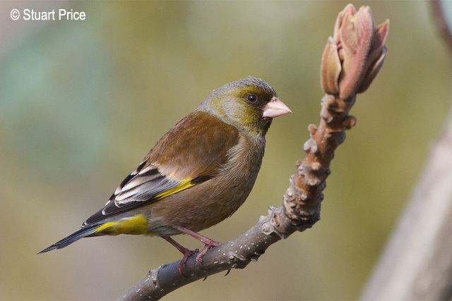 Grey-capped greenfinch Oriental Bird Club Image Database Greycapped Greenfinch